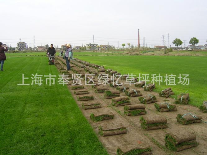 观赏草坪果岭草上海绿忆草坪种植场批发各种绿化草坪草皮