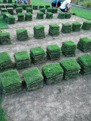 湖南马尼拉草皮 园林绿化草皮价格