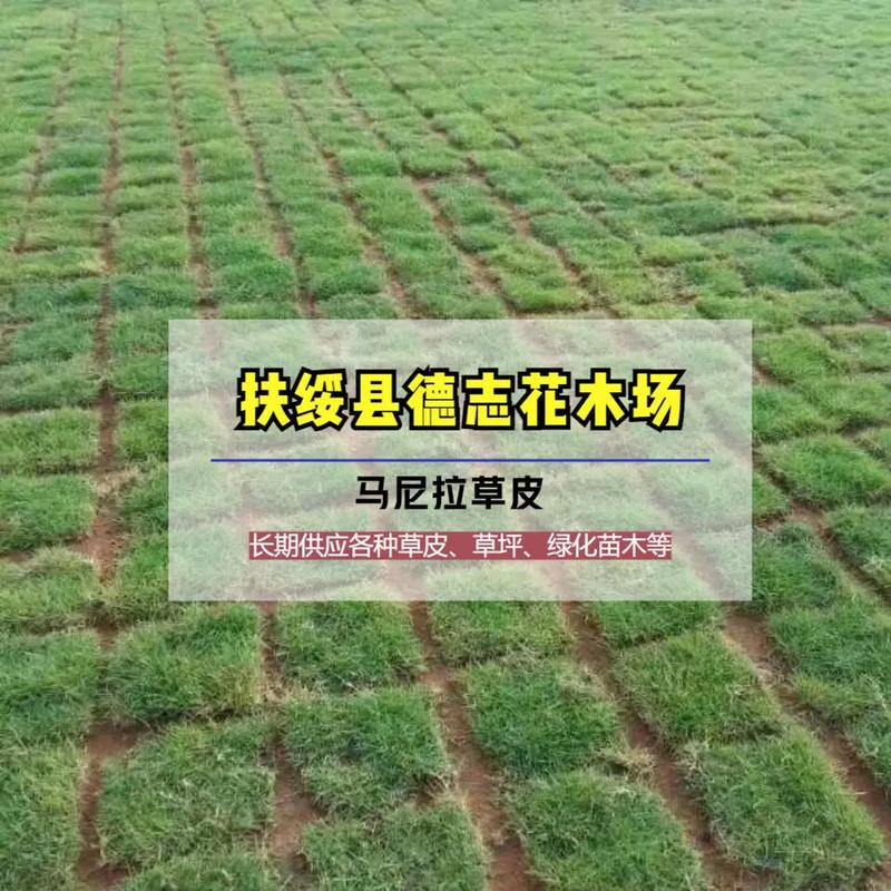 防城港马尼拉草绿化草皮基地 #防城港马尼拉护坡草皮基地直发
